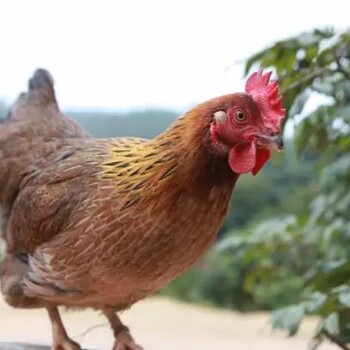 天农食品清远鸡蛋-广东特产清远鸡天农优品清远鸡价格