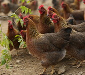 天农食品-飞来峡走地蛋鸡饲养时保证采食量