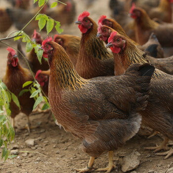 天农食品-飞来峡走地蛋鸡饲养时采食量