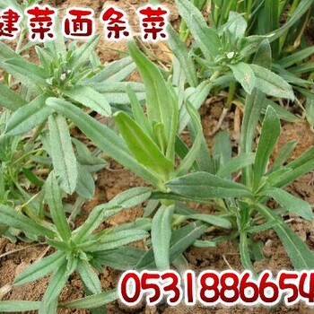 山东济南野菜种子面条菜种苗批发