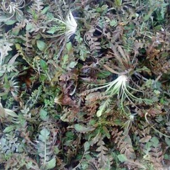 保健薺菜種子批發(fā)保健薺菜種植技術