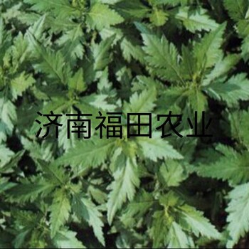 特菜种苗菊花脑种子菊花脑种苗