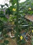 观赏4米丝瓜是济南福田观光农业大力推广种植的蔬菜新品种