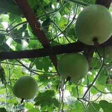 百色香芋冬瓜种子供应商图片
