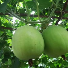 六盘水供应香芋冬瓜种子种植