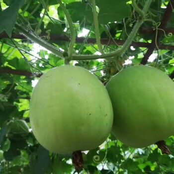 镇江香芋冬瓜种子种植