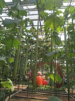 安顺2米丝瓜种子种植