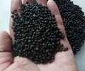 黑河蘆筍種苗