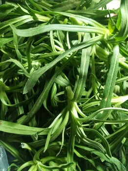 蕪湖面條菜種子