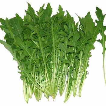 昆明芝麻菜種子批發(fā)