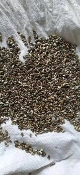 金華牧草種子價格