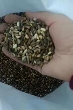 益阳牧草种子批发图片