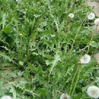 平頂山野菜種子價格