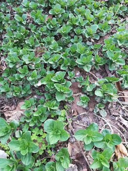 佳木斯野菜種子