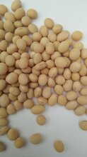 大豆王种子大豆之王图片巨粒大豆种子销售图片