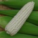 杂交白糯3号玉米种子早熟玉米种子