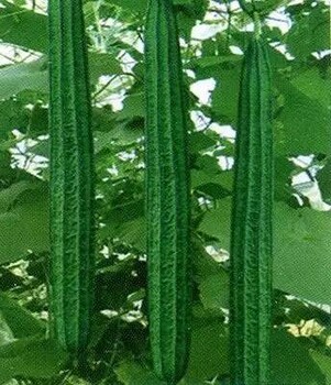 漯河2米絲瓜種子種植