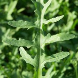 福州芝麻菜种子种植场图片0