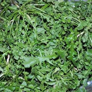 烏魯木齊薺菜種子基地