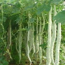 稀奇蔬菜蛇豆种子