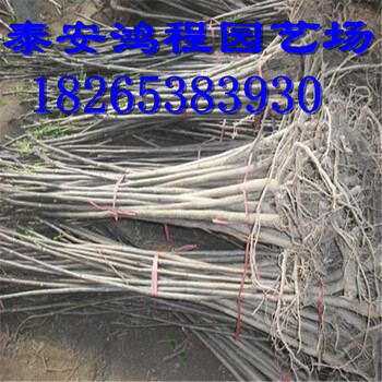 山東果農(nóng)供應(yīng)香椿苗，品種，成活率高，適應(yīng)性強