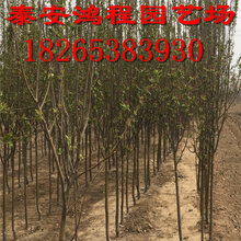 北美海棠种植基地常年亲民价格供应各类品种北美海棠苗价格实惠图片
