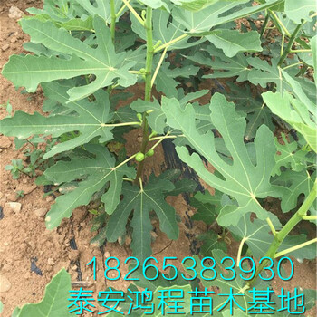 供應(yīng)無花果苗，品種，成活率高，適應(yīng)性強(qiáng)，山東果農(nóng)銷售