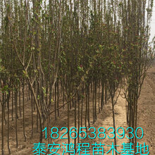 一公分嫁接西府海棠苗低价供应苗圃专业培育种植自产自销图片