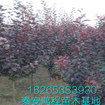 苗圃育苗自產(chǎn)自銷紅葉李一公分以上紅葉李樹苗供應(yīng)