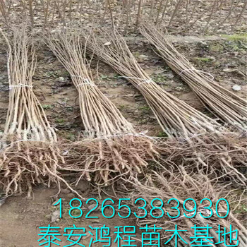高度100cm以上秋姬李子苗安哥諾李子苗李子苗價格高成活率