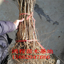 软籽石榴苗价格嫁接石榴苗基地直销一公分石榴苗报价苗木基地自产自销图片