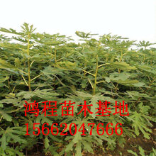 无花果苗批发价格嫁接无花果基地直销两公分无花果苗低价供应图片