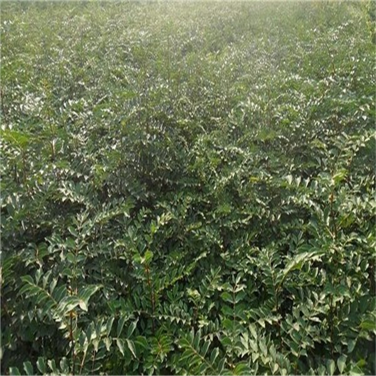 重慶江津花椒苗哪里賣適合北方種植花椒苗種植技術(shù)
