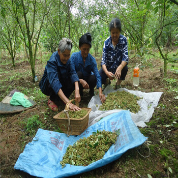 重庆江津花椒苗哪里卖多年种植经验山东大红袍花椒苗