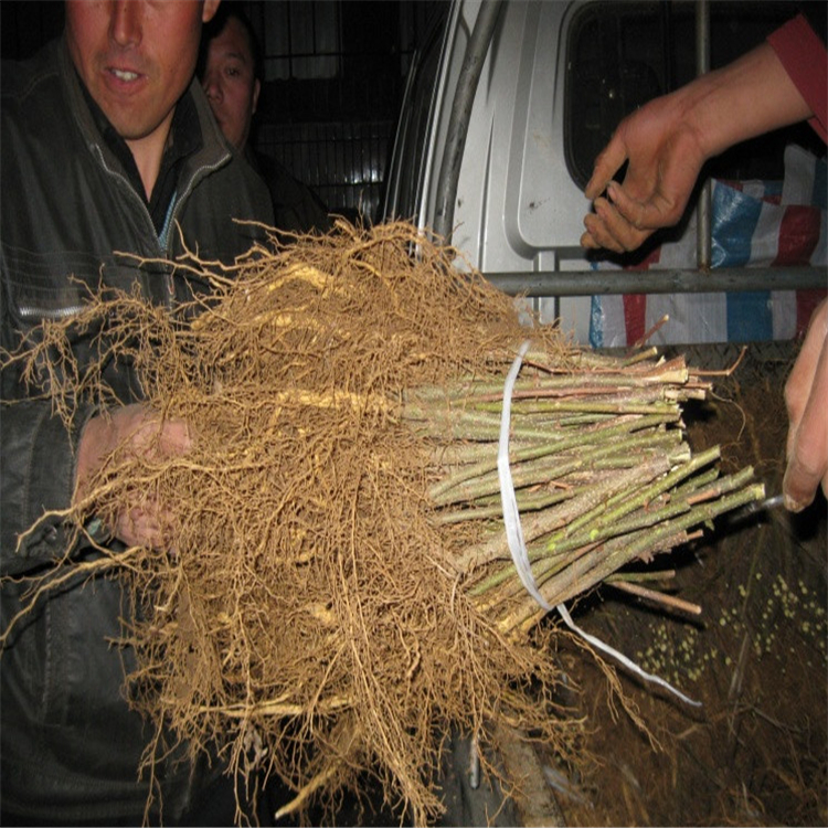 重慶江津花椒苗哪里賣基地哪里的花椒苗