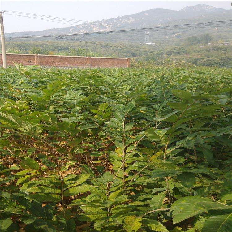 筑波板栗树苗基地、桂花香板栗苗多少钱一棵