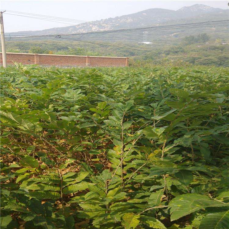 紙皮板栗樹(shù)苗基地、兩公分板栗苗多少錢(qián)一棵