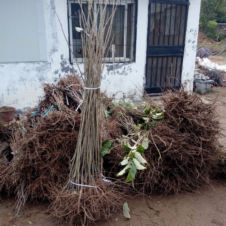 基地保湿发货三公分杏树苗安徽淮北烈山区