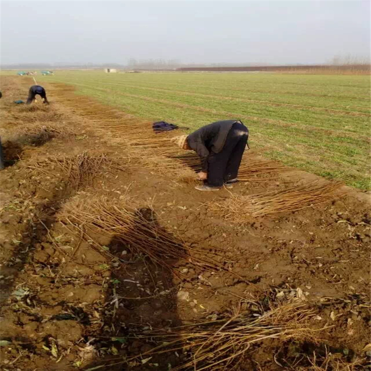 苗木李子苗基地湖北武汉汉阳