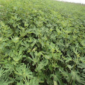中熟無花果苗價格、中熟無花果苗哪里買到