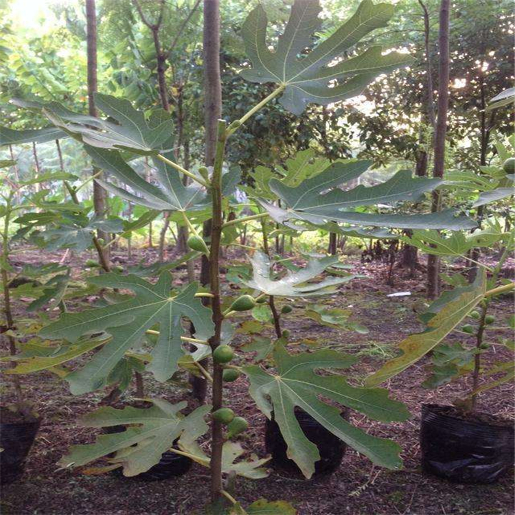 哪里种植黄果无花果苗、白圣比罗无花果树苗出售价