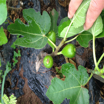 哪里種植綠果二號無花果苗、黃蟠無花果樹苗出售價