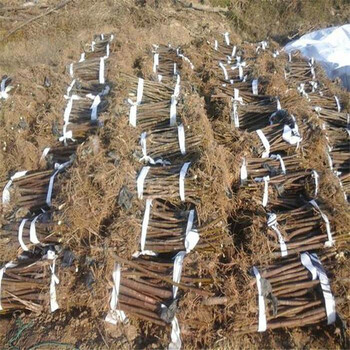 綠果二號無花果苗價格、大瑪無花果苗哪里買到