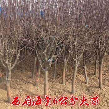 兩年海棠苗黑龍江伊春新青區(qū)買苗贈送技術(shù)