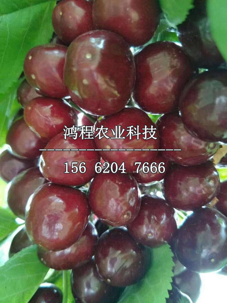 佐藤锦樱桃苗报价,嫁接斯坦勒樱桃苗价格