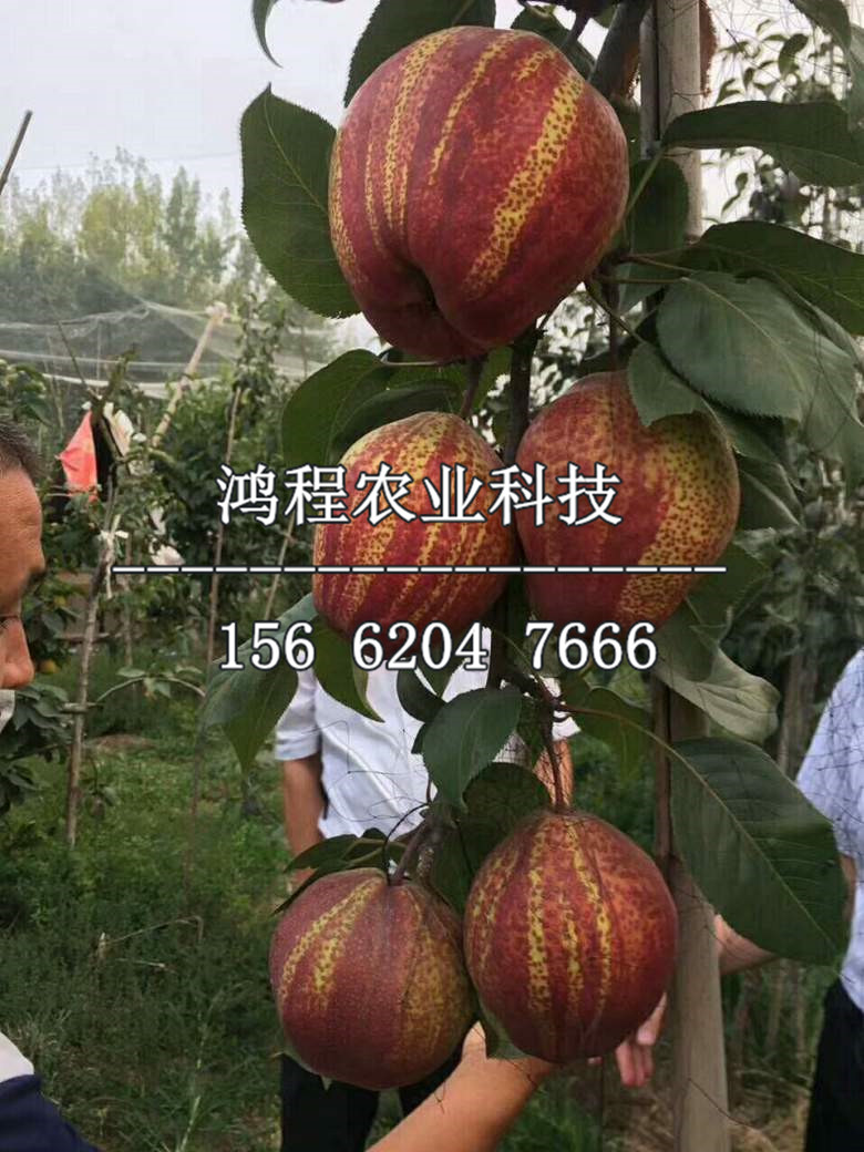 愛宕梨樹苗、玉露香梨苗出售價(jià)格