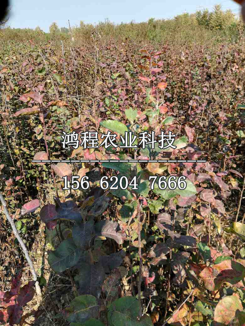 六月雪梨樹苗、六月雪梨苗出售價(jià)格