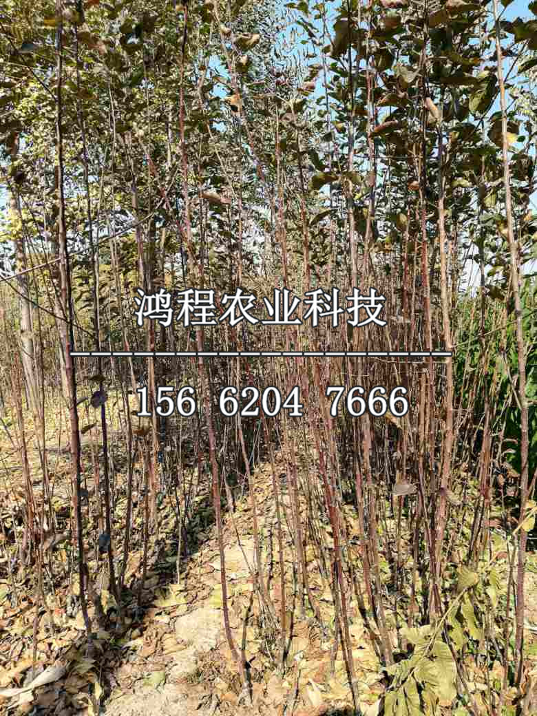 2019年桂花梨樹苗新品種