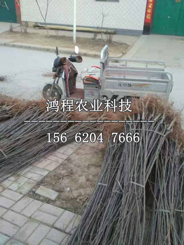 秋子梨樹(shù)苗、秋子梨樹(shù)苗多少錢(qián)一棵