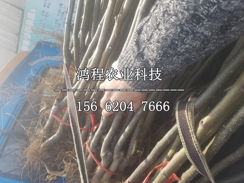 愛宕梨樹苗、玉露香梨苗出售價(jià)格